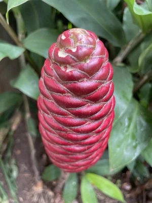 20 HAWAII GROWN Red Shampoo Ginger Rhizomes Zingiber Zerumbet Awapuhi Organic  - Image 1 of 4