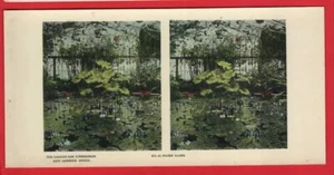 SURREY. KEW GARDENS. WATER LILIES . STEREOGRAPH RP - Picture 1 of 2