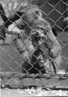 altes Foto eingesperrter Affe, 1963, 1960er,  8x11cm
