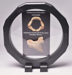 PALAEOCARCHARODON FOSSIL SHARK T00TH in CASE F531 - Bild 1 von 7