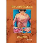 Wound Healing - Paperback / softback NEW Falabella, Anna 02/10/2019