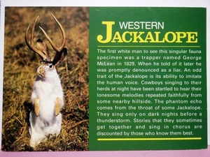 (2) diferente Jackalope humor jack conejo antílope novedad  - Imagen 1 de 4