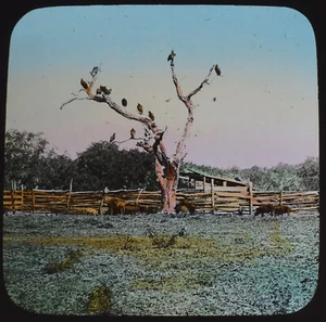 FARMA CAPOTE - PATIO DE CERDOS TEXAS EE. UU. 1885 ANTIGUO Linterna Mágica Diapositiva FOTO - Imagen 1 de 3