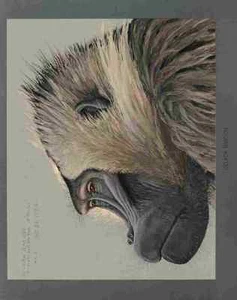 A4 Photo Fuertes Louis Agassiz Gelada Baboon 1 Print Poster - Picture 1 of 1