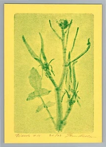 Vintage 60s,70s Botanical Scientific X-Ray Art Print, Floral Monotype, 7x5 - Picture 1 of 2