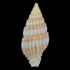 VEXILLUM MICA (Mactan Isl., Philippines) 7.9mm #47585 - Picture 1 of 3