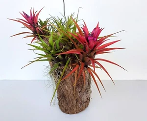 AIR PLANT-Achmea recurvata-Tillandsia-PURPLE FLOWERS & PINK FOLIAGE, ORNAMENTAL - Picture 1 of 13