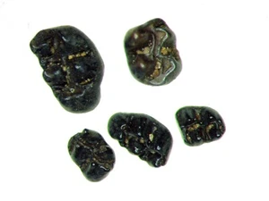Vertebrate fossil slide mount - Pleistocene Florida Peromyscus rodent tooth - Picture 1 of 3