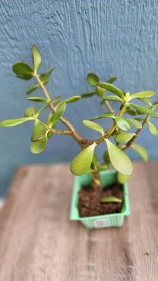 Planta de Jade Crassula Ovata 12" En Maceta Verde Maceta de Plástico Reciclado. Foto 1 de 4