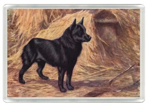 SCHIPPERKE HUND KUNSTDRUCK NEUHEIT ACRYL KÜHLSCHRANKMAGNET TOLLES GESCHENK - Bild 1 von 1