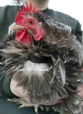 6 X 18 CM Gallo Gallo Cuello Silencioso Sin Cuervo Anti Ruido Banda para Cuello HECHO A MANO UK Foto 1 de 4