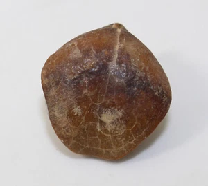 Brachiopode, Aulacothyris sp., Jura, Toarc, Josa, Teruel, Spanien -x439 - Bild 1 von 6