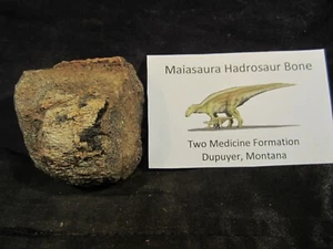 Dinosaur Bone Maiasaura Hadrosaur Bone Two Medicine Formation - Picture 1 of 8