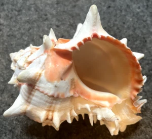 VINTAGE ORNATE COLLECTABLE SEA SHELL VERY GOOD CONDITION FOR AGE - Picture 1 of 5