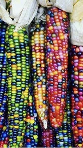 Glass Gem Corn  100 Seeds! Organic Non GMO - Picture 1 of 3