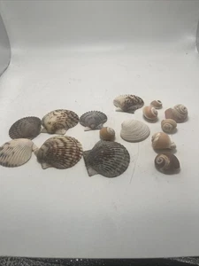 Muscheln Set Muscheln Natur Ozean Sortiment Aquarium Strand Küste Sortiment  - Bild 1 von 9