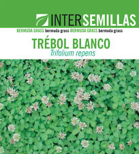 semillas cesped TRÉBOL BLANCO (Trifolium repens HUIA) 1 KG INTS