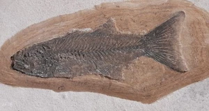Fossil....Large Fossil Fish....16" X 11" approx...Heavy - Picture 1 of 3