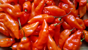 20 organic habanada  pepper seeds(hot pepper taste without heat)