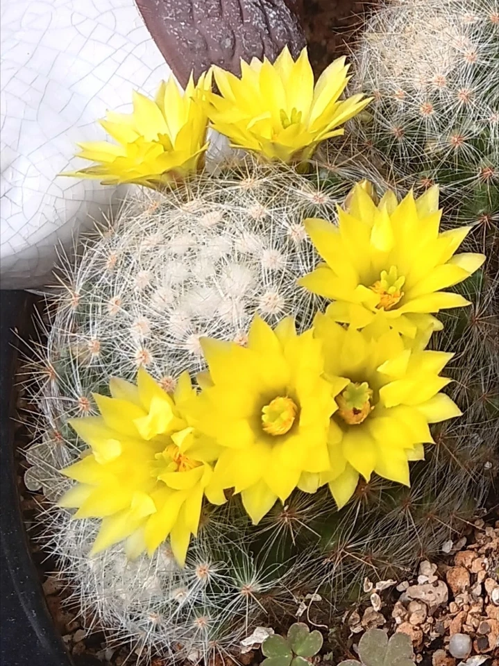 Mammillaria Baumii Hermoso. Cactus de Flores Amarillas .#3 Y 4 Saludables.. - Image 1 of 4