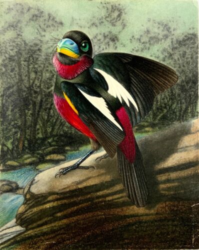 1952 Broadbill, Ornitologia, Walter Linsenmaier, Colorato Matita Disegno