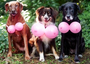 Divertida Tarjeta FELIZ CUMPLEAÑOS PARA ADULTOS, Perros Globo Tetas Humor Broma por Avanti +✉ - Imagen 1 de 5