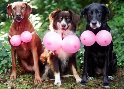 Funny HAPPY BIRTHDAY Card FOR ADULT, Dogs Balloon Boobs Humor Joke by Avanti +✉ - Image 1 of 4