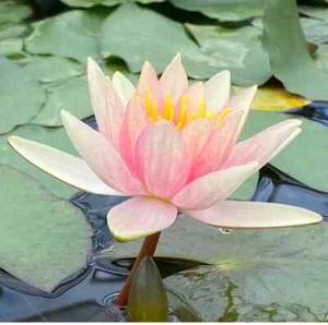Paul Harriott Dwarf small pond water lily - pond plants water lilies pond plants - Picture 1 of 3