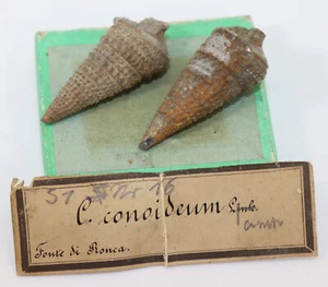 Schnecke, Cerithium conoideum, Tertiär, Miozän, Fonte di Ronca, Italien -i631 - Picture 1 of 7