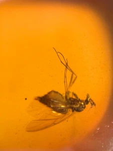 unique unknown fly bug Burmite Myanmar Burmese Amber insect fossil dinosaur age - Picture 1 of 5