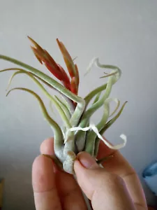 Tillandsia caput medusae plants collection CLAVEL DE AIRE 8 cms approx. - Picture 1 of 6