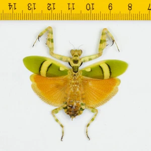 BANDBLUMENMANTIS - Theopropus elegans (weiblich) - Tapah Hills - MALAYSIA - 6206 - Bild 1 von 1