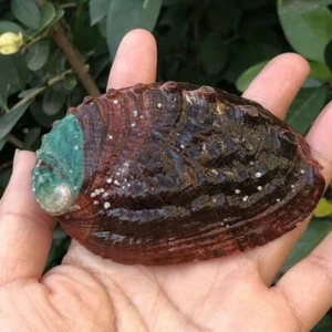 2X Mignon Abalone Coquillage Naturel Conque Coque Poisson Réservoir Paysage Prop - Foto 1 di 14