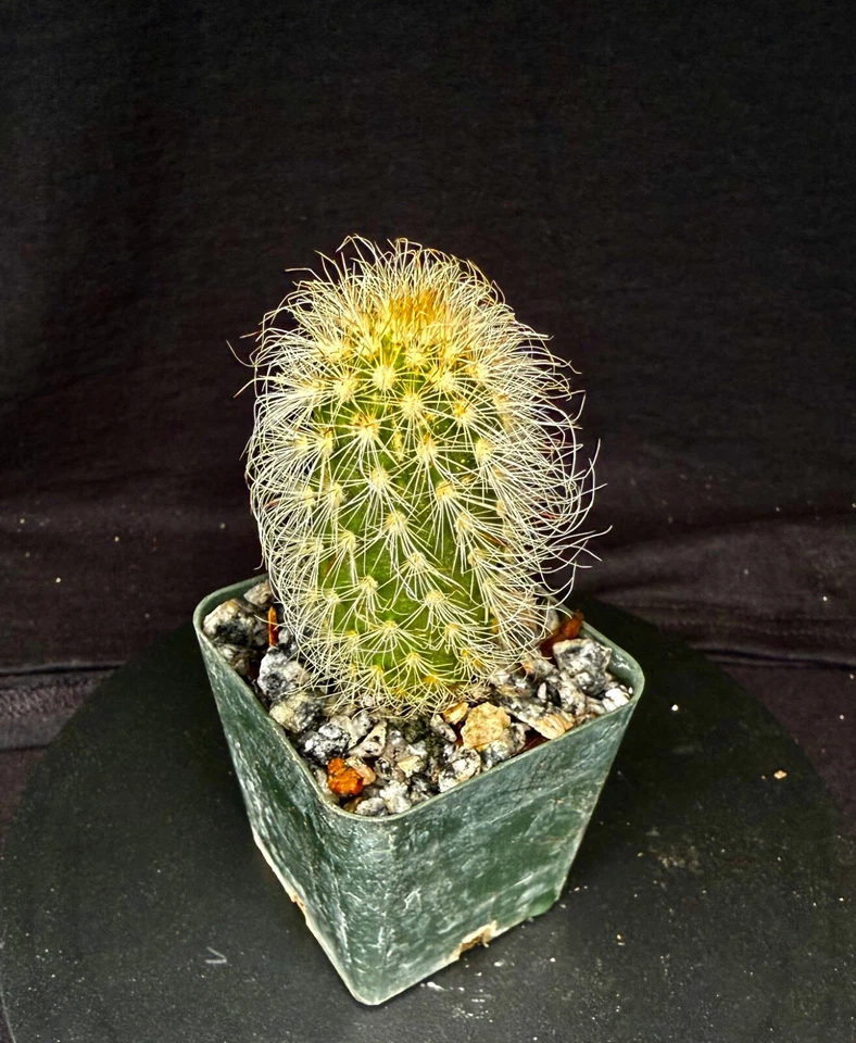 Echinocereus delaetii, cactus plant - Image 1 of 4