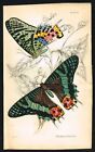 Madagascar Sunset Moth, Hand-Colored Antique Engraving - Jardine 1837