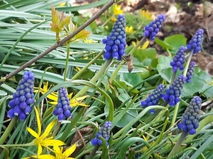 10 Samen Muscari armeniacum - Traubenhyazinthe - Grape Hyacinth 2024 - Bild 1 von 5