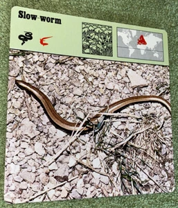 Vintage 1975 Animal Card - Slow-worm - Printed In Japan - Picture 1 of 4