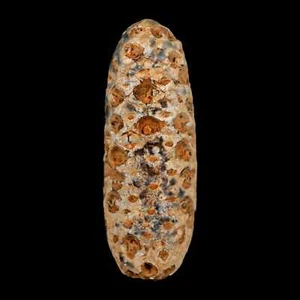 XXL 2.6" Fossil Pine Cone Equicalastrobus Replaced By Agate Eocene Age Seeds - Picture 1 of 9