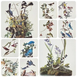 (JUEGO DE 10) IMPRESIONES ARTÍSTICAS AVES DE AMÉRICA AÑOS 50 por John James Audubon 12" X 9" - Imagen 1 de 16