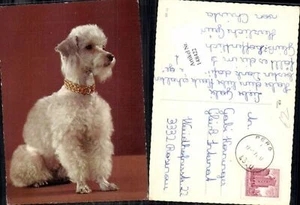 148422,Hund  - Picture 1 of 1