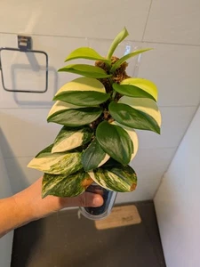 scindapsus treubii Aurea variegated /Rubicon (plant w/ 3 leaves) update on 7/17 - Picture 1 of 8