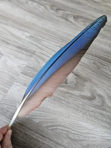 35 cm blaue 💙 Vogelfeder Papageienfeder Feder Ara Schreibfeder Rechtshänder - Bild 1 von 13
