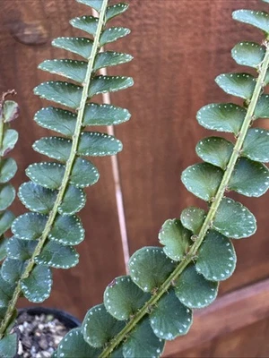 Nephrolepis Cordifolia Plant - Image 1 of 4