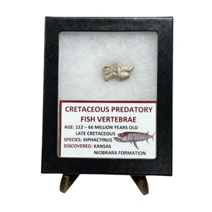 Cretaceous Predatory Fish Vertebrae - Picture 1 of 1