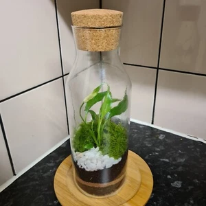 D.I.Y ENCLOSED TERRARIUM 1LTR PEACE LILY KIT /Miniature Garden - Picture 1 of 3