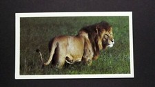1 x Grandee Cigar card African Wildlife Lion ± No 1 ≠ Q29
