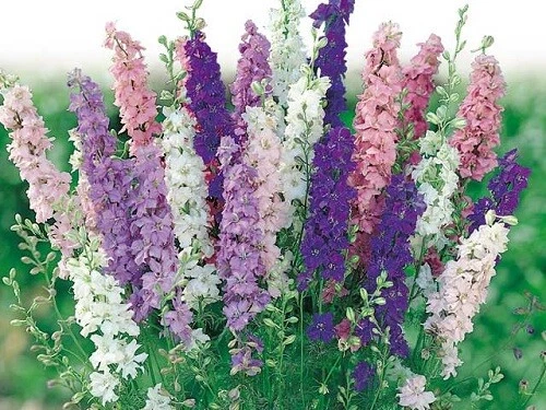 50 Delphinium Seeds Pacific Giant Mix Flower Seeds (Perennial)  - Image 1 of 1