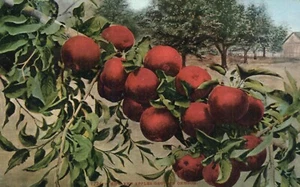 Wie rote Äpfel in Oregon wachsen Edward H Mitchell Postkarte - Bild 1 von 2