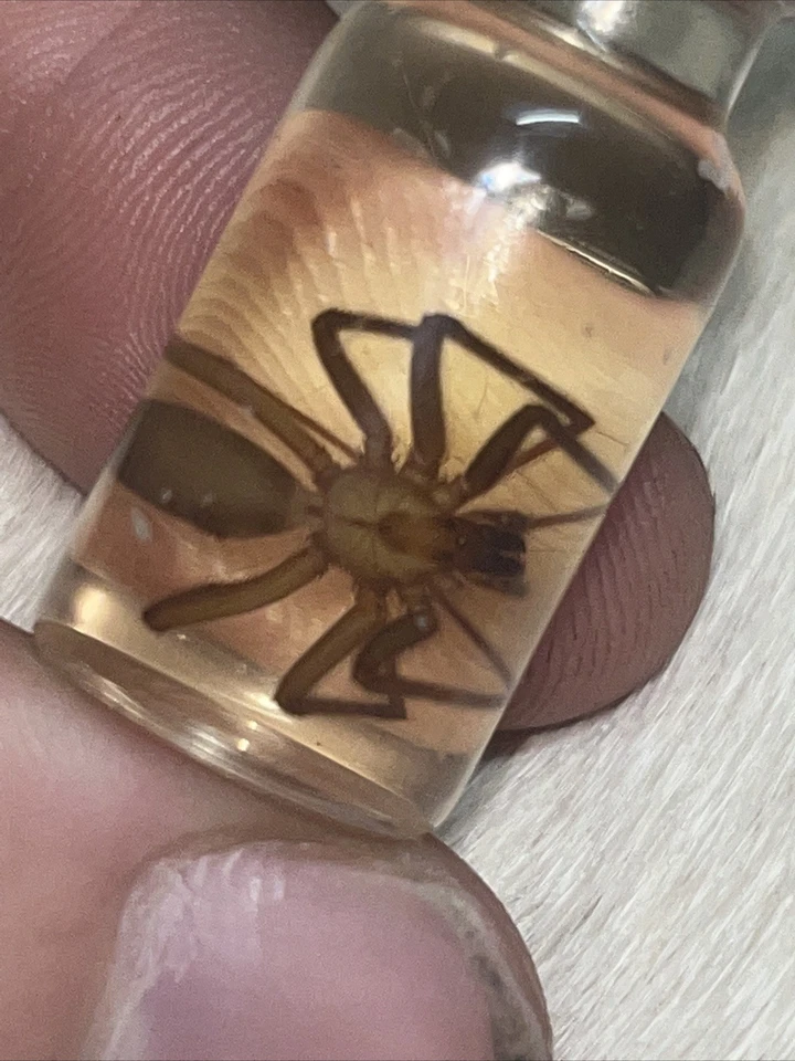 Brown Recluse Spider Wet Specimen - Image 1 of 2