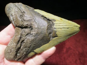 5-1/4 Inch MEGALODON SHARK TOOTH Fossil Mega Fish Teeth - NC DEEP SEA TREASURE - Bild 1 von 9
